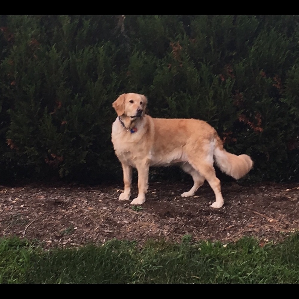 Meet your Posher, Shannon